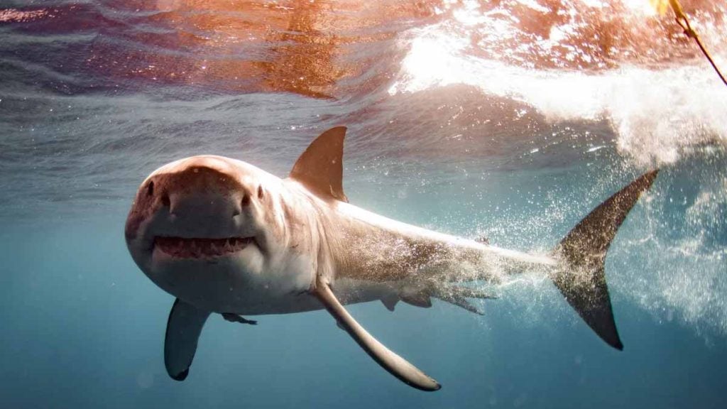 Un requin blanc de taille gigantesque se déplace sur une zone très touristique, les experts appellent à la prudence