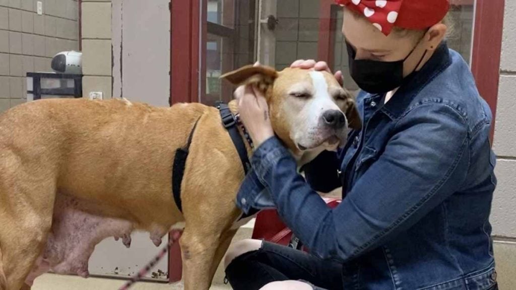Ils ramènent leur chien atteint d’un cancer en phase terminale dans un refuge, son histoire a pris une tournure bouleversante