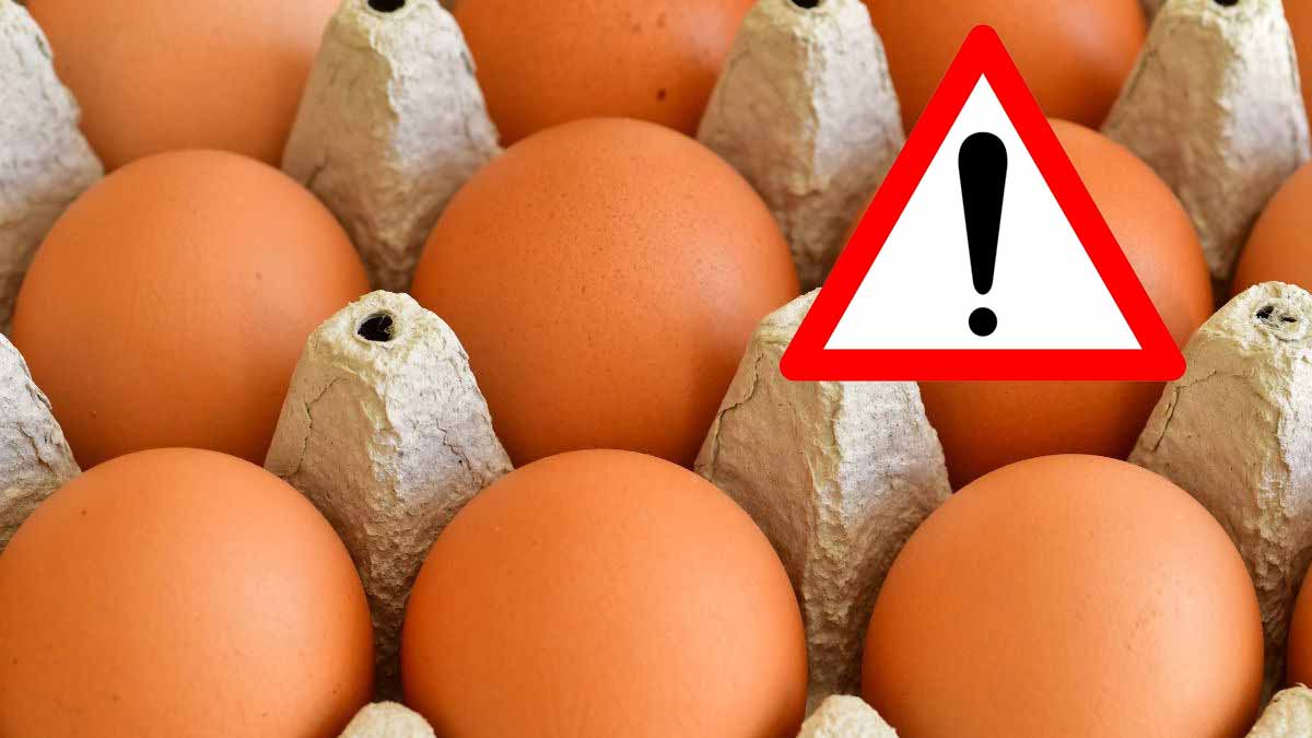 Alerte produit : ces œufs vendus chez Auchan, Leclerc, Carrefour, Intermarché sont contaminés par la salmonelle