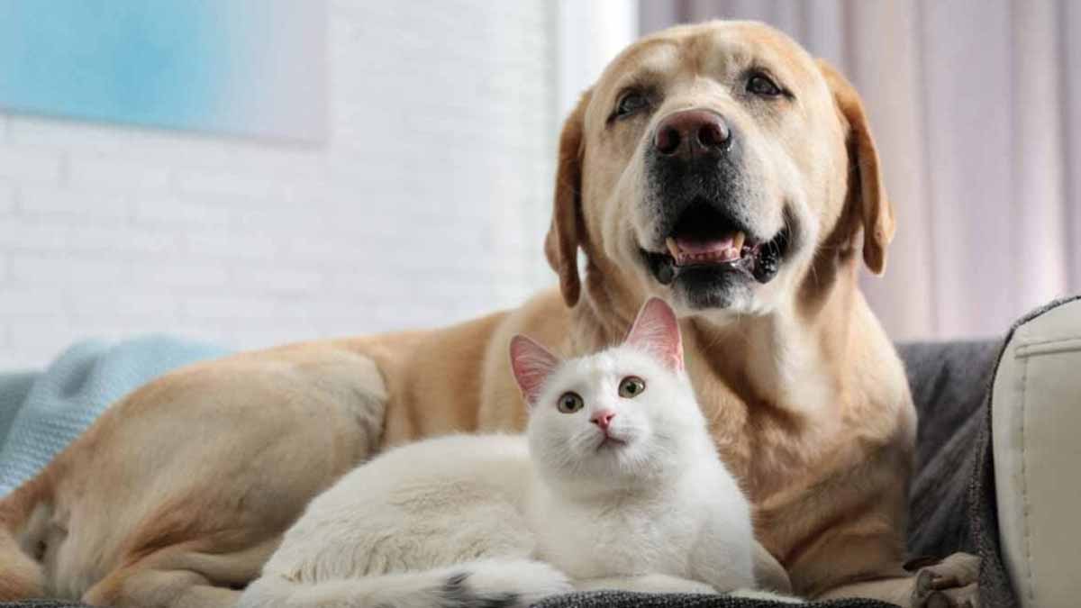 taxe animaux de compagnie 2025