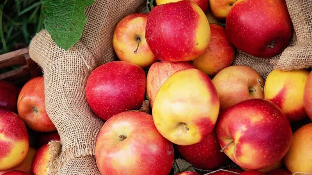 « Conservez vos pommes jusqu’au printemps avec cette astuce des anciens maraîchers à adopter dès octobre »