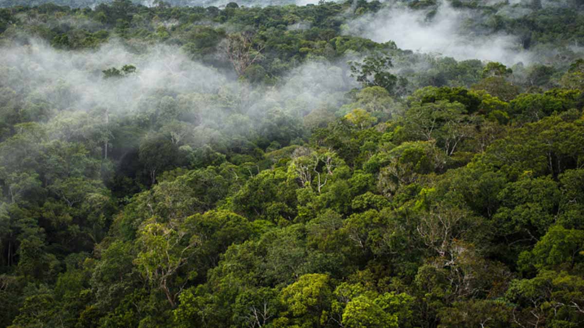 « Contre toute attente, l’Amazonie fait totalement l’inverse de ce que prédisaient les climatologues »