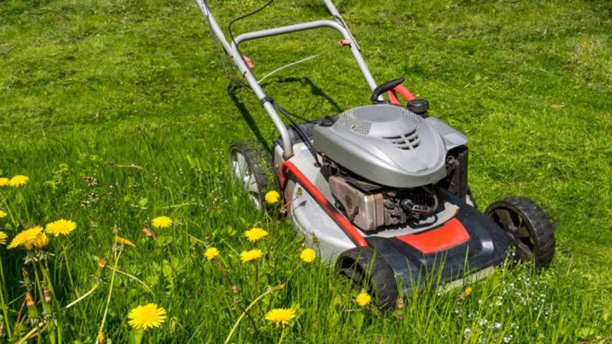 Tondre sa pelouse juste avant l’hiver  la date idéale que tout jardinier devrait connaître