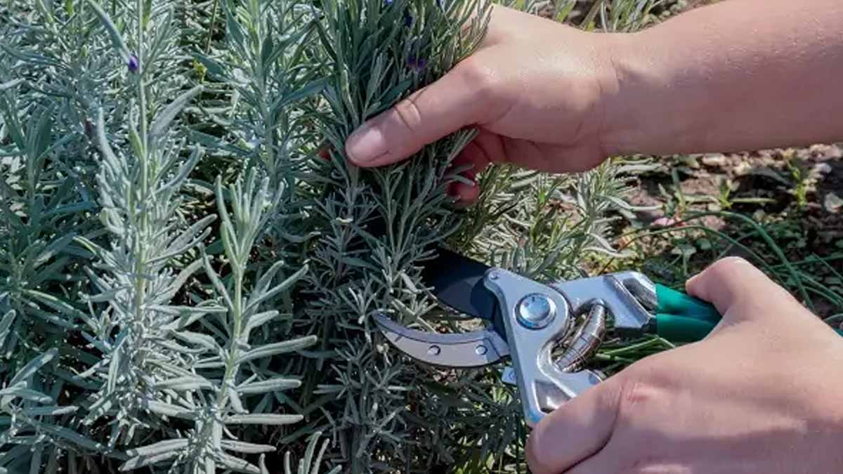 « Votre lavande devient moche à la base  L’astuce d’automne pour retrouver un beau pied bien touffu l’année prochaine »