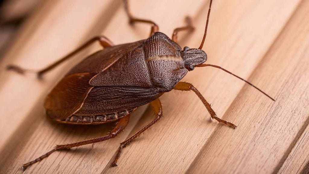 Quelle est la symbolique d’une punaise marron dans la maison ?
