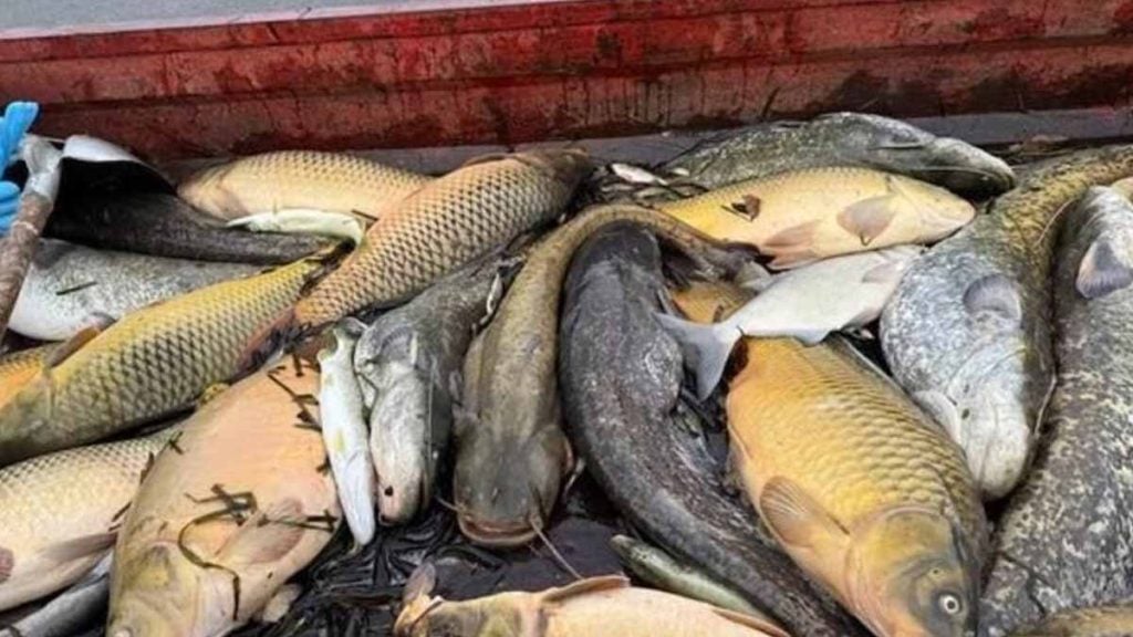 Seine-et-Marne. « Scandaleux » : après avoir sauvé des tonnes de poissons, les pêcheurs non indemnisés